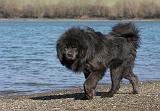DOGUE DU TIBET 118